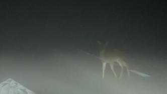 在神农架景区自驾连续两次偶遇野鹿，游客感慨生态好