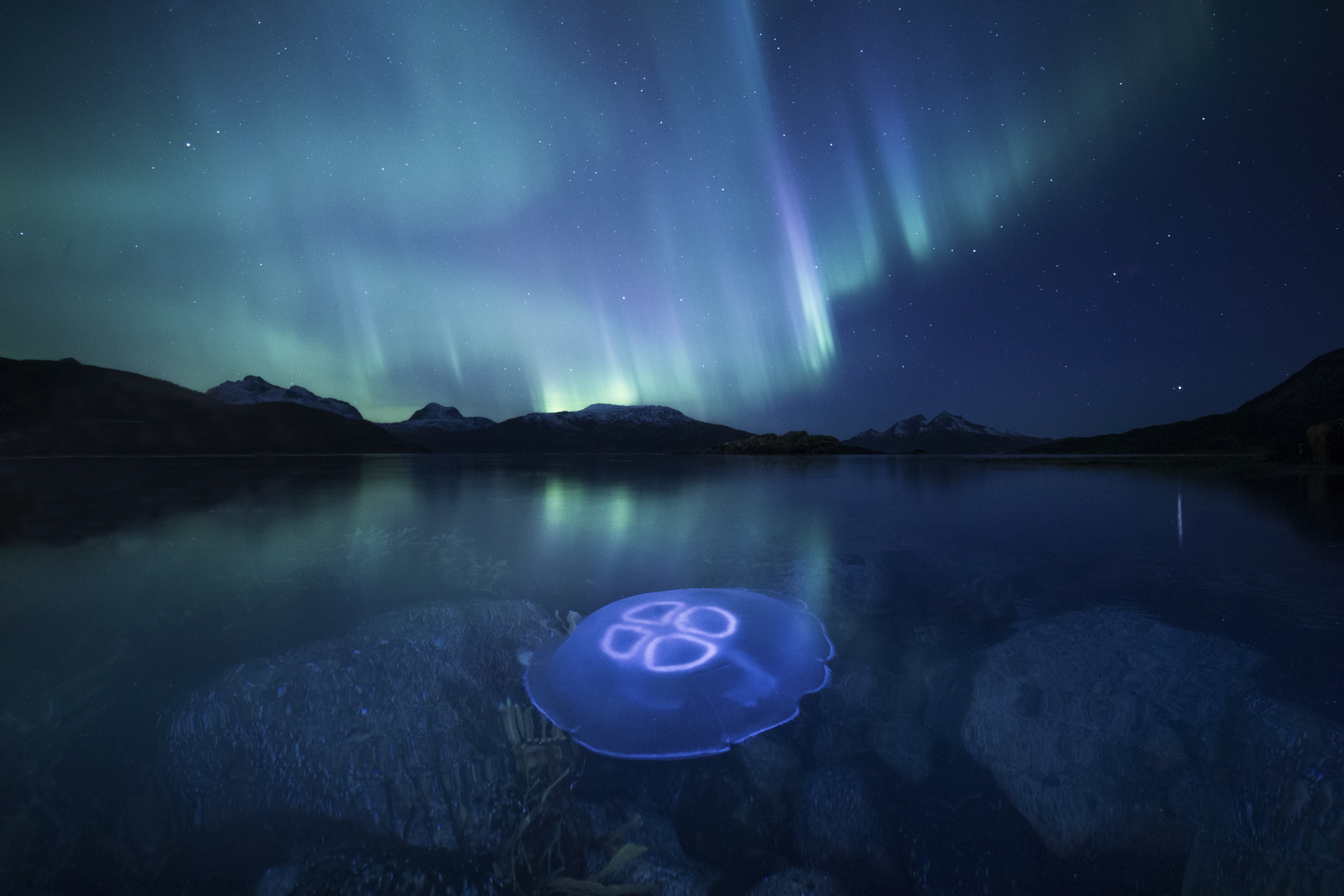 极光下的水母jelly fish in northern light  摄影师 奥登·里