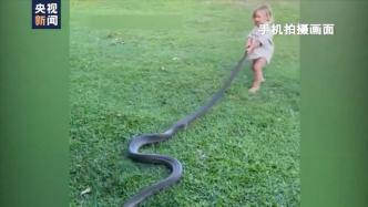 “初生牛犊不怕蛇”，澳大利亚男子教2岁儿子捕蛇