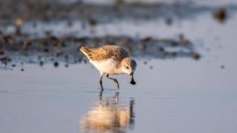 萌到犯规!“自带饭勺的小鸟”现身江苏盐城黄海湿地