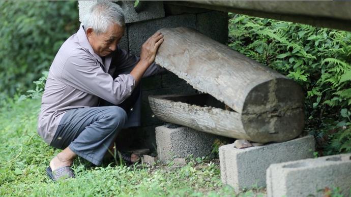 梵净山下养蜂人：树桩养蜂，森林氧吧的“甜蜜生活”