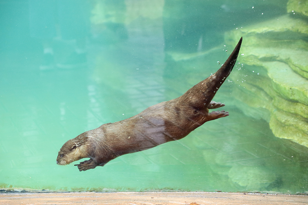 成上海野生动物园首个收到锦旗的动物水獭油条今天加餐