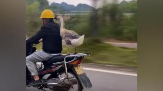 大鹅淡定站摩托车后座兜风，主人：养了6年的宠物