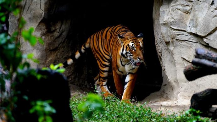 上海動物園為園內華南虎報“戶口”上“家譜”,助力虎丁興旺