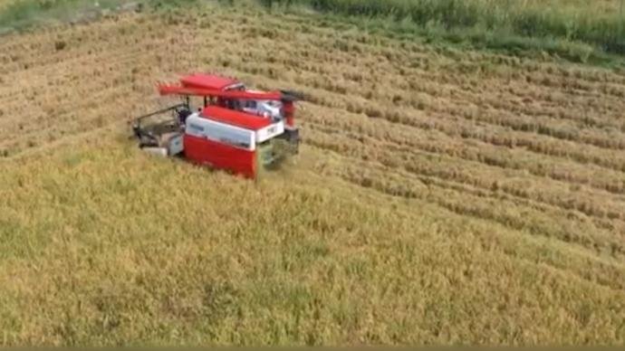 袁隆平海水稻基地迎来丰收，产量较去年增高
