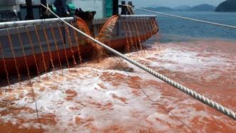 北海道严重赤潮致鲑鱼海胆等大批海产品死亡，损失超46亿日元