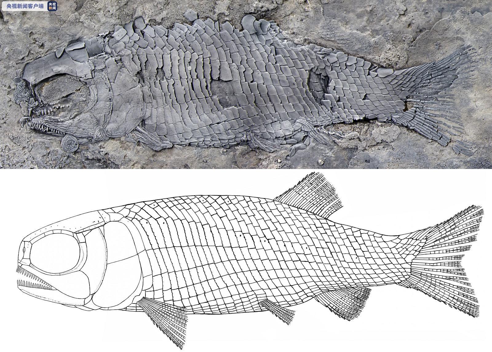 云南发现世界最古老肋鳞裂齿鱼类，距今约2.44亿年
