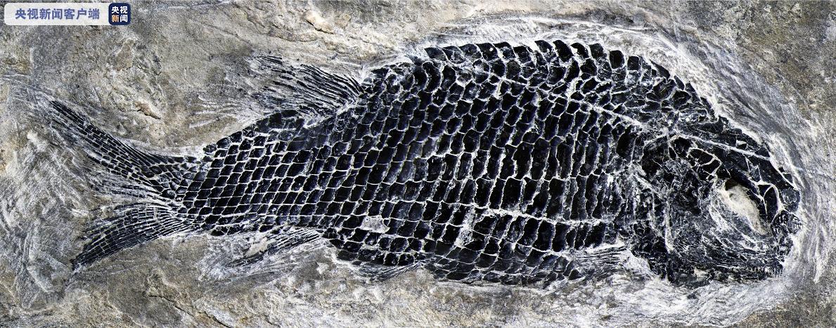 云南发现世界最古老肋鳞裂齿鱼类，距今约2.44亿年-第3张图片-欧易交易所-平台注册