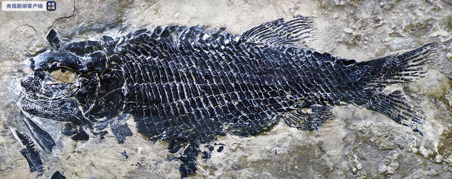 云南发现世界最古老肋鳞裂齿鱼类，距今约2.44亿年-第4张图片-欧易交易所-平台注册