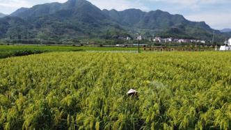 直播录像丨禾下能乘凉！浙江建德收割1.8米“巨型稻”