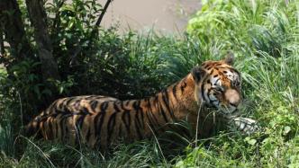 东北虎豹国家公园：野生东北虎增至50只