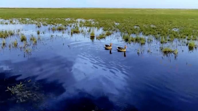 中国北方第一大湖：从“萎缩”到千里草原铺翡翠