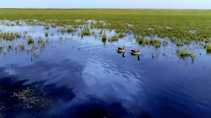中國(guó)北方第一大湖：從“萎縮”到千里草原鋪翡翠