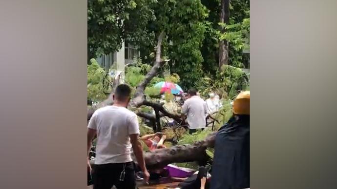 汕头台风天气医院门口大树倒下，砸伤多位市民