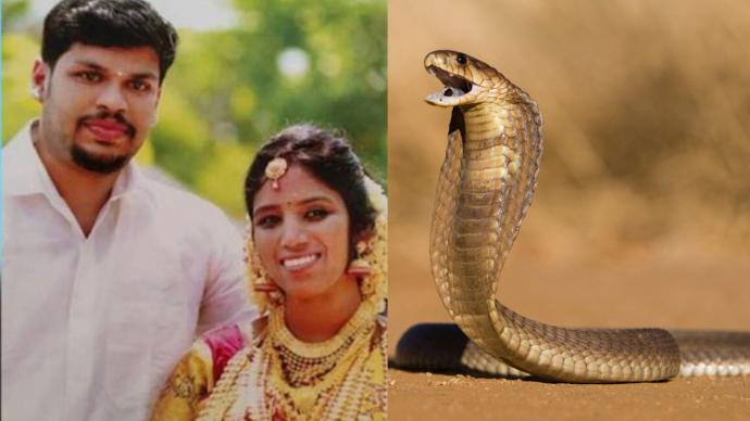 印度一男子两次放蛇杀妻，被判无期徒刑