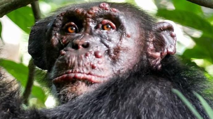 《自然》：野生黑猩猩中首现麻风病，症状与人类感染者相似