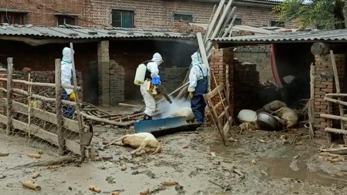 山西孝义一村庄洪水下降死亡牲畜待处理，救援队进村消杀