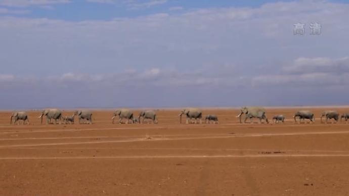 肯尼亚干旱持续，当地野生动物生命受到威胁