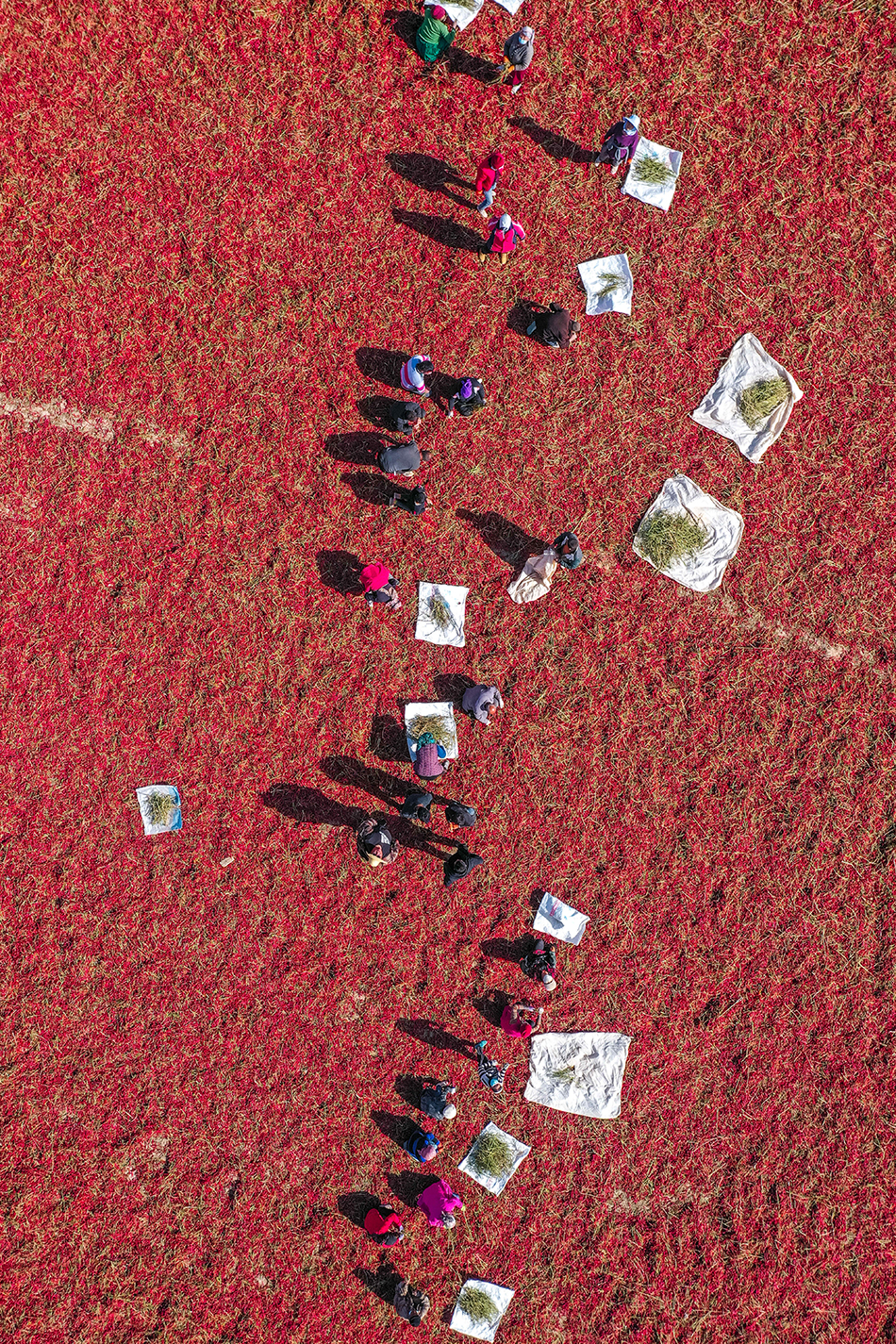 2021年10月13日，新疆阿克苏，市民在分拣晾晒辣椒，晾晒场呈现一片中国红。袁欢欢/视觉中国 图