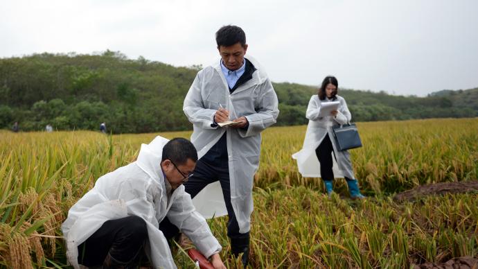 1603.9公斤！袁隆平团队研发的杂交水稻双季亩产刷新纪录