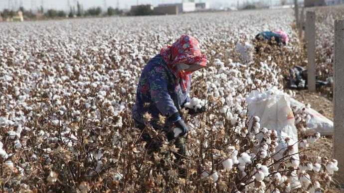 新疆玛纳斯：73万亩优质棉采收进入尾声