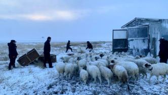 内蒙古呼伦贝尔：零下17℃，300多只羊在暴风雪中走失