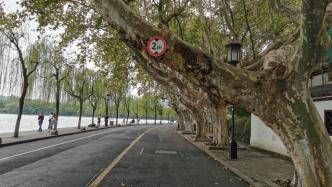 房车出游渐多，杭州西湖边行道树挂限高提示牌避免剐擦