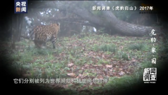 新闻调查：寻找最大公约数！国家公园照亮虎豹“回乡”路