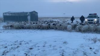 呼伦贝尔暴风雪，民警花6小时搜救走失羊群