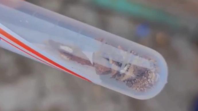 上海一批进境木材中现10余只白蚁，经鉴定为检疫性有害生物
