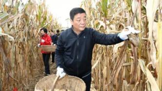 书记市长领队进玉米地，陕西咸阳万名党员干部助农抢收抢种