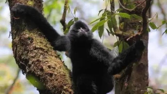 云南无量山西黑冠长臂猿种群增至104，比10年前增17群
