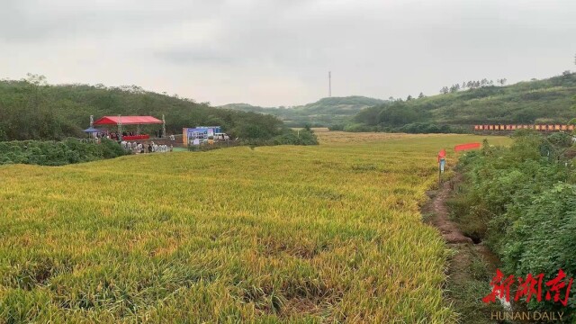 衡南县第三代杂交水稻试验示范基地。本文图片均为周阳乐摄