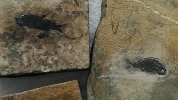云南发现世界最古老的肋鳞裂齿鱼类化石，距今约2.44亿年
