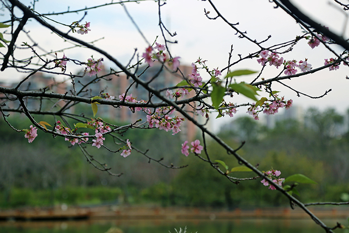 气候紊乱，植物迷乱，在上海可闻着桂香赏樱花