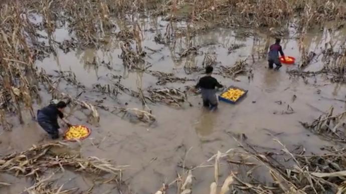 山西稷山农民水里抢收玉米，确保颗粒归仓