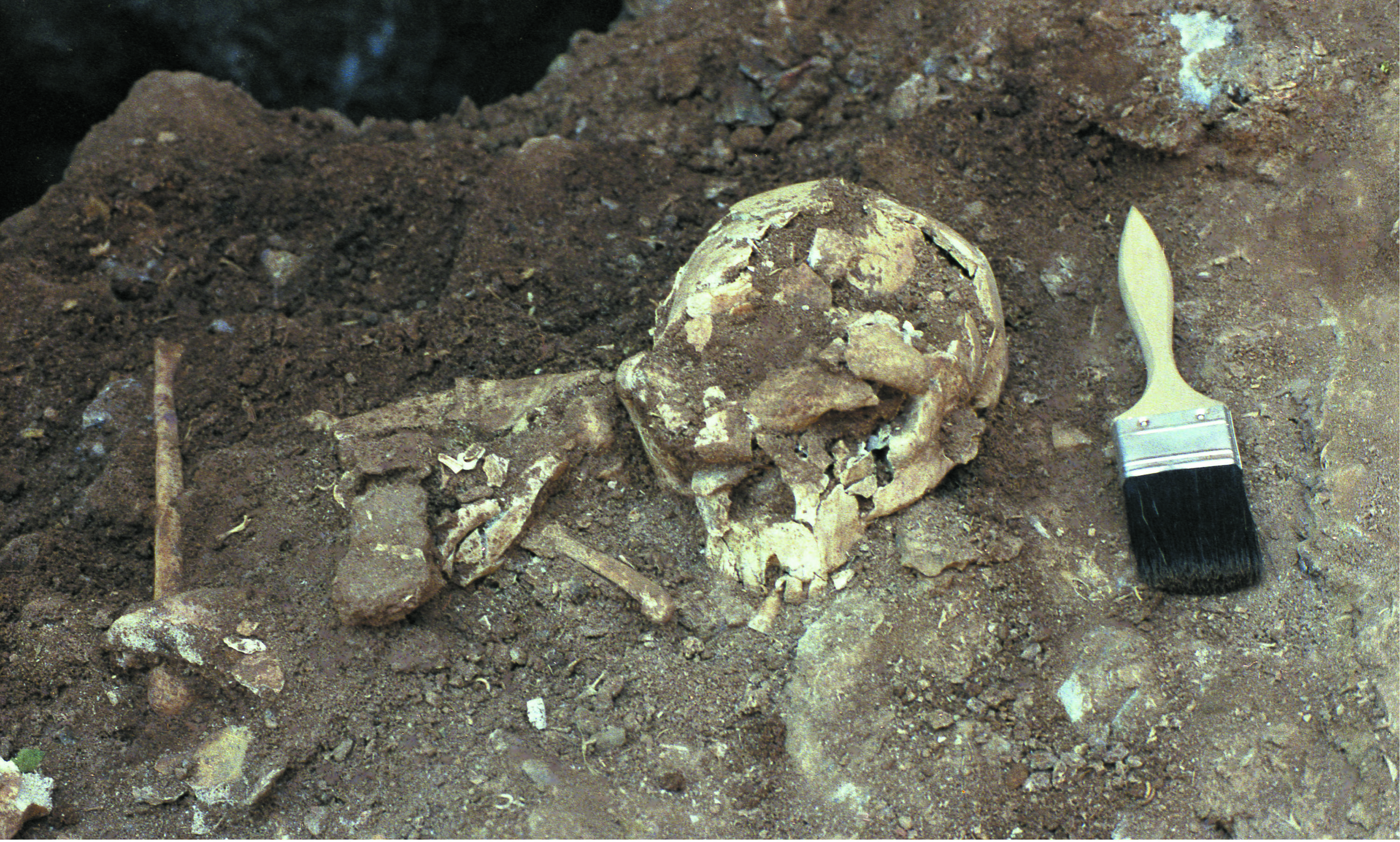 考古发现迪迦的化石图片