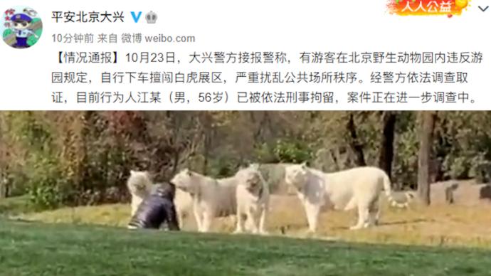 56岁游客擅闯北京野生动物园白虎展区，已被刑拘