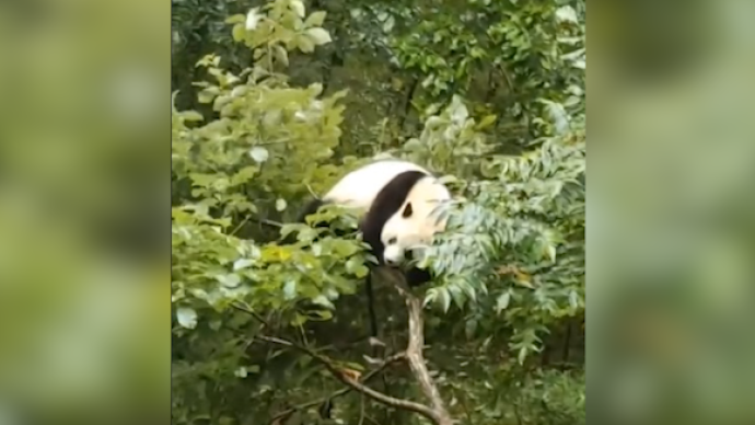 一只大熊猫坐垮一棵树，网友：对自己体重没点数？