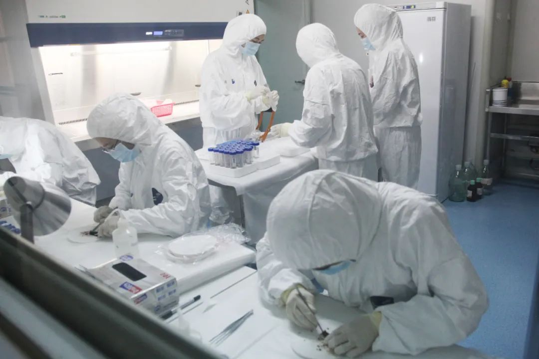 军事科学院军事医学研究院王升启团队正在开展DNA鉴定工作。军事医学研究院 供图