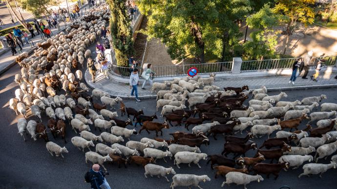 西班牙举行“放牧节”，上千只羊逛大街
