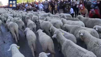 西班牙举行“放牧节”，上千只羊穿越闹市逛大街