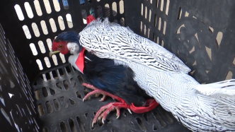 “大鸟”飞入临街商铺被抓，野保站鉴定为保护动物白鹇
