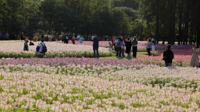 2021上海菊花展开幕，近千盆菊花将赠送给市民