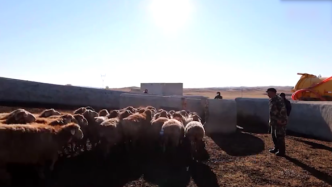 新疆阿勒泰给35万只绵羊安排药浴