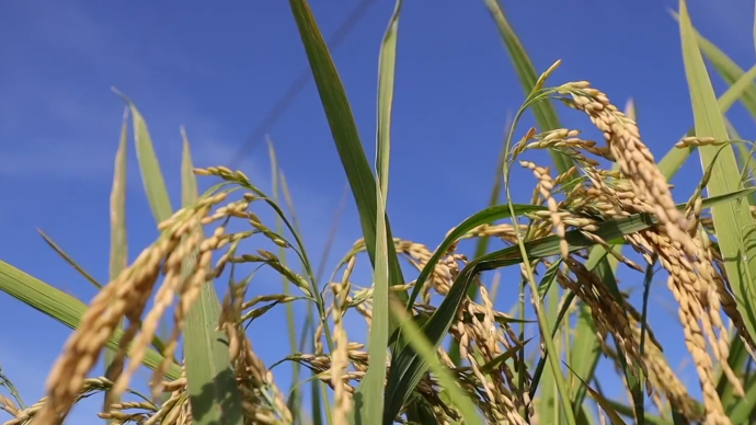 視頻｜三亞雙季稻畝產達1586.86公斤，創海南最高紀錄