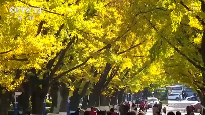 丹东百年银杏老街满树金黄，当地保留3日落叶供市民欣赏