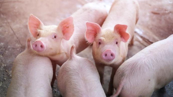 北京發布豬價過度下跌一級預警，將啟動臨時儲備收儲