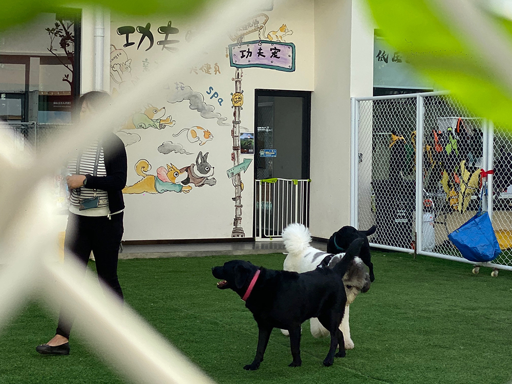 老外街今年引入了玩小伴宠物乐园  澎湃新闻记者 俞凯 图