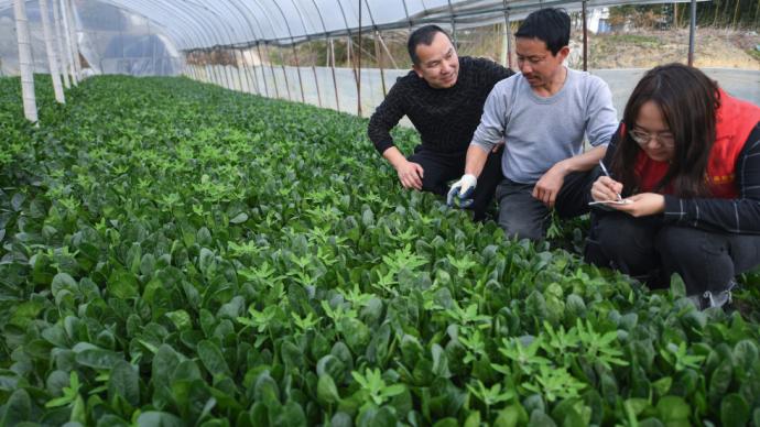 农业农村部：市场需求大的28种蔬菜10月批发均价高于常年同期